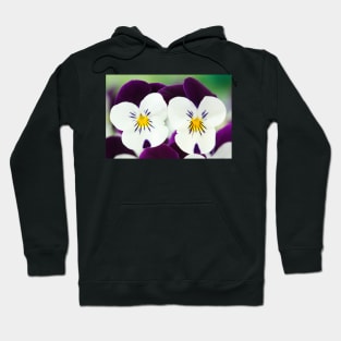 Viola  Rocky White with Purple Wings  Rocky series Hoodie